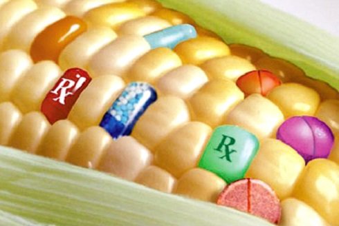 GMO_kukorica 2