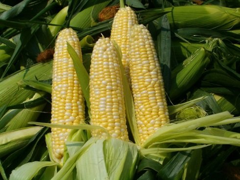 GMO_kukorica 3
