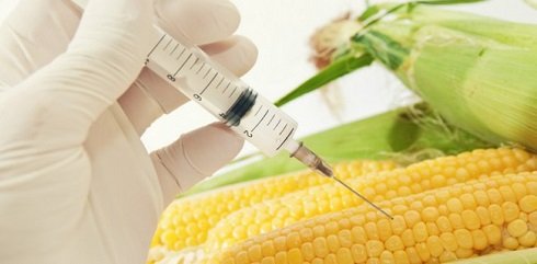 Csomagtartóban jön a GMO-s kukorica Magyarországra