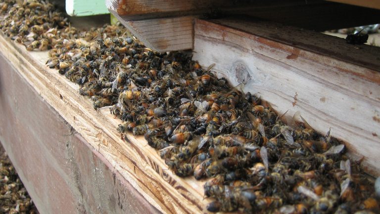 Románia megsérti a méhpusztító rovarirtó szerek uniós tilalmát is