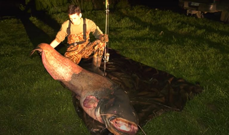 Gigászi halszörnyet fogtak ki a Tiszából: ez lehet a folyó legnagyobb harcsája